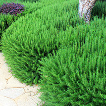 Aromatic Haven: Rosemary Seeds for Fragrant Gardens 50 seeds FRESH SEEDS - £6.38 GBP