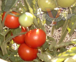 50 Seeds Basrawya Tomato Juicy Tomatoe Vegetable Edible Foodgardening Be... - $8.82