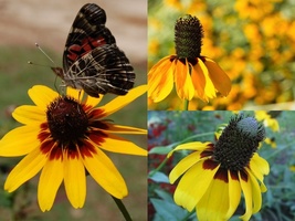 1000+ Clasping Yellow Coneflower Native Wildflower Pollinators Cut Flowers Seeds - £13.34 GBP