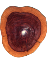 CYPRESS WOOD Oval  Art Gorgeous Artwork - $366.83 MXN