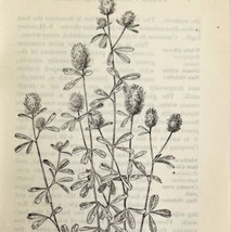 1905 Rabbit Foot Clover Wild Flower Print Pen &amp; Ink Lithograph Antique Art  - £13.76 GBP