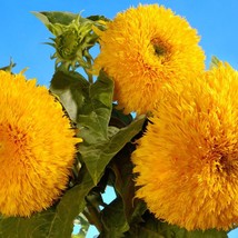 New Fresh Seeds 100 Double Dwarf Sungold Sunflower Helianthus Annuus Yellow Tedd - $14.90