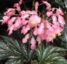 15 Begonia Sophie Cecil Flowers Plant Seeds Fresh Garden - £10.71 GBP