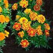 Jumbo Marigold Crackerjack Mixed Flowers 10 Seeds - Non Gmo - Heirloom Organic  - £8.64 GBP