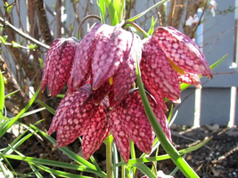 BStore 10 Seeds Checker Lily Fritillaria Affinis Chocolate Mission Bells Flower - £7.45 GBP