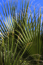Green Saw Palmetto Serenoa Repens Dwarf Palm Tree Shrub Edible 5 Seeds - £4.76 GBP