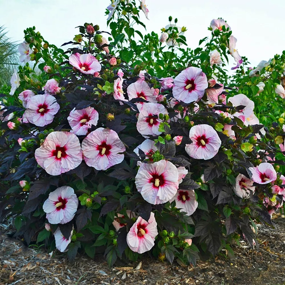 Bush Hibiscus Perfect Storm Flower Dark Hardy 2.5 Inch Pot  - $32.31