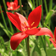 15 Seeds Tulipa Sprengeri Fresh Seeds - $25.75