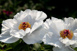 5 Peony Flower Seeds Bw95000 1 Fresh USA Shipping - £13.89 GBP