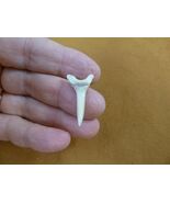 (s347-40) 1-3/16&quot; Fossil Sand Shark Tooth teeth gold or silver wired pen... - €19,59 EUR