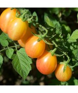 Scarlet Sunrise Rutgers Bred Jersey Cherry Tomato Fresh For Garden - $12.09