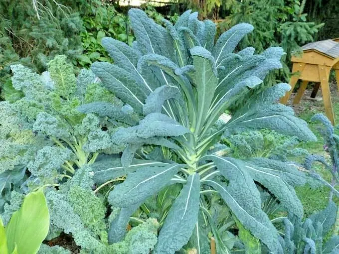 601 Lacinato Dinosaur Kale Seeds - £5.87 GBP