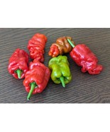 SEED- Zou-Pi or Shar Pei Pepper- Rare Unique Shape Chinese Pepper - $4.22+