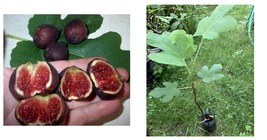 Ficus carica - Black Mission Edible Fig Plant - Sweet - 1 year old - £44.24 GBP