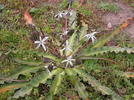 GIB Chlorogalum pomeridianum | Wavyleaf Soap Plant | Amole Lily | 5 Seeds - $24.00