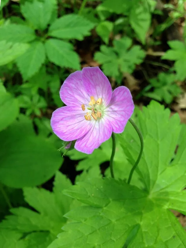 10 Wild Geraniums Bulbs Bare Root Fresh Garden - $47.99