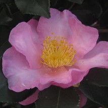 Camellia Sasanqua Long Island Pink Zone 6 Cold Hardy Fall Blooming Camel... - £74.91 GBP