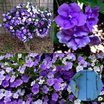 Brunfelsia Pauciflora Yesterday Today Tomorrow Flower Rare Live Plant Cu... - $19.99+