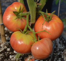 FRESH Old German Tomato Seeds | Heirloom | Bulk | Wholesale Variety - £9.59 GBP