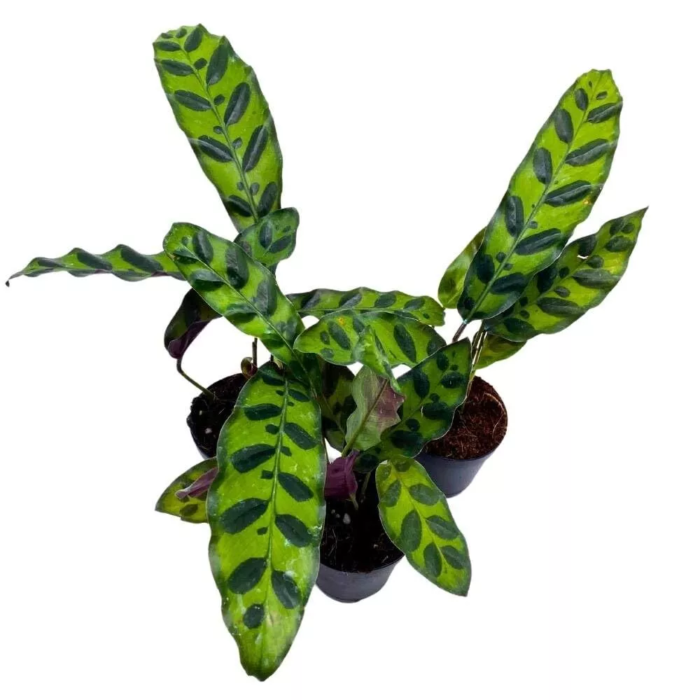 Calathea Rattlesnake 2 in Set of 3 Lancifolia Prayer Plant Tiny Mini Pixie Pla - £49.50 GBP