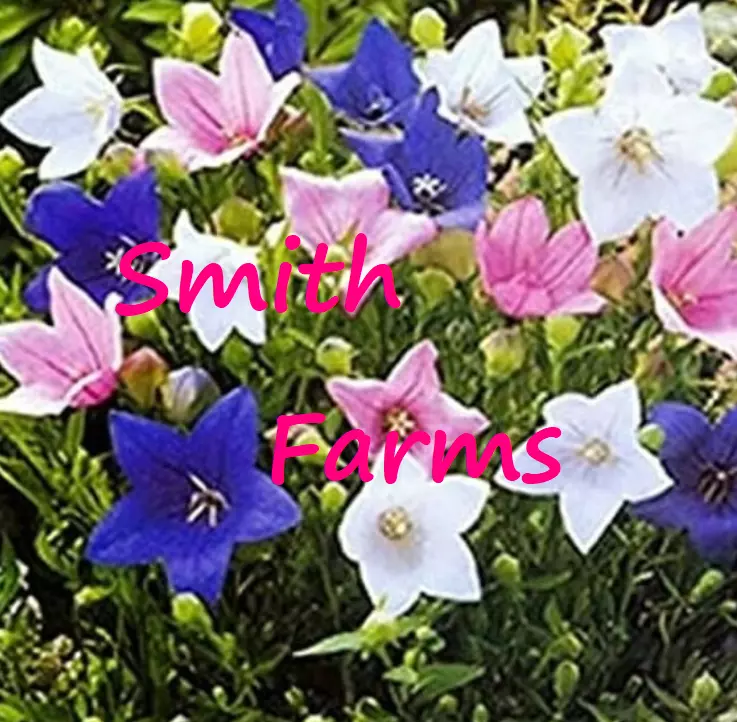 25 Seeds Platycodon Purple Pink &amp; White Balloon Flowers Fresh Seeds USA Seller - £9.94 GBP