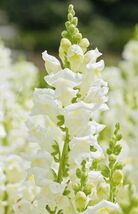 Snapdragon Snowflake Bouquet Flower Seed - $4.47