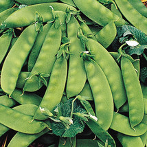 Oregon Sugar Pod II Peas Seeds 8 Oz - 1 LB SNOW PEA Heirloom Garden Non GMO - £7.79 GBP+