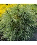 Pinus Strobus Blue Shag Eastern White Pine Live Plant 1 Gallon Pot Plant... - $188.93 CAD