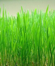 500 Organic Cat Grass Wheat Grass Pet Grass Wheatgrass Triticum Aestivum... - $285.31 MXN