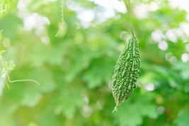 20 Green Bitter Gourd Vine Seeds For Planting Bitter Melon Gourd Usa Seller - £15.93 GBP