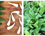 40 Seeds RAMP / WILD LEEK Allium Tricoccum Ramps Vegetable Herb Shade Fl... - £21.15 GBP