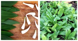 40 Seeds RAMP / WILD LEEK Allium Tricoccum Ramps Vegetable Herb Shade Fl... - £21.52 GBP