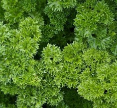 BPA Parsley Seeds 500 Moss Curled Herb Garden Culinary Spice From US - £7.18 GBP