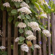 New 50 Climbing Hydrangea Seeds Vining Flower Bush Creeping Hedge Shrub Fresh Ga - $9.00