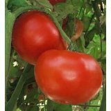 Tomato, Jet Star Tomato Seeds 500 Seed Pack,Organic, USA Product. Packed by JACO