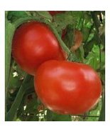 Tomato, Jet Star Tomato Seeds 500 Seed Pack,Organic, USA Product. Packed... - £11.58 GBP