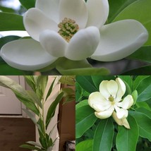 Quart Pots 2 Sweetbay Magnolia Trees Live Potted Plants 10-18&quot; Tall - £79.41 GBP