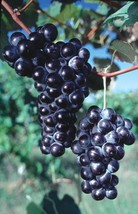 Concord Seedless Grape Vine: Fruiting Age - $30.00