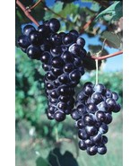 Concord Seedless Grape Vine: Fruiting Age - $30.00