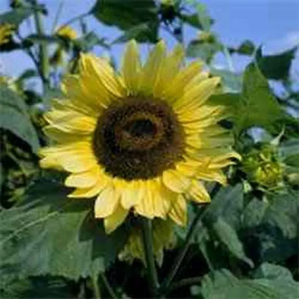 Sunflower Lemon Queen 100 Fresh Seeds - £10.57 GBP