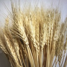100pcs Dried Natural Wheat Stalks DIY Craft Bouquet Bunch Wheat For Wedd... - $18.26