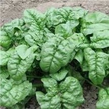 Spinach, Giant Nobel Spinach Seed, Non-GMO, 50 Seeds per Package Product... - £4.78 GBP