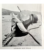 Harpooning Blue Whale Got Him 1926 Nautical Antique Print Whale Hunting ... - $379.94 MXN