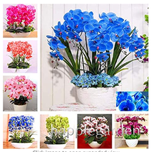 Fresh 100 Seeds Phalaenopsis Orchid Phalaenopsis Plants Bonsai Hydroponic Flower - $6.22