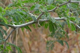 FMG 15 Faidherbia Albida Ana Tree Seeds Apple Ring Tree White Acacia See... - $384.99 MXN
