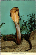 Indian Cobra Naja Naja San Diego Zoo Snake Postcard - £5.37 GBP