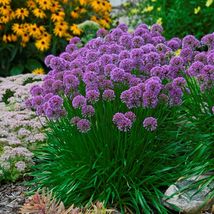 2.5&quot; pot sun allium Millennium purple ornamental onion - 1 Live Potted Plant - £39.07 GBP