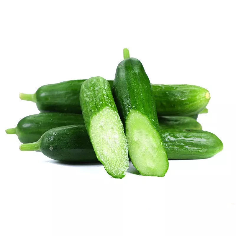 SKMO Cucumber Sweet Slice Burpless Hybrid Vegetable 20 Seeds Indoor Gardening - $9.90