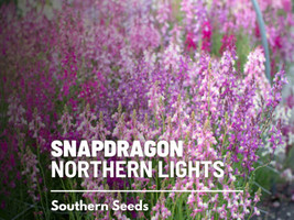 100 Seeds Snapdragon Northern Lights Mix Create a Lush Garden with Premium  - £6.91 GBP