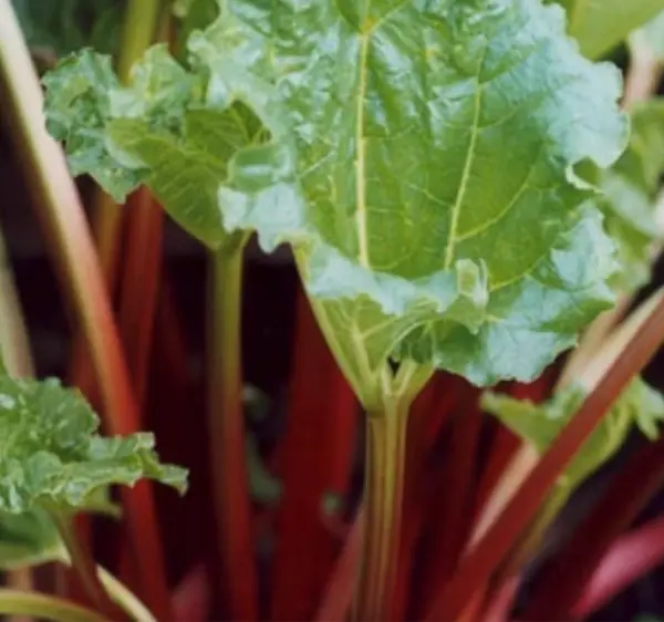 New Rhubarb Victoria Heirloom Vegetable Seeds 50 Seeds Great Salad Toppers Ts Fr - £7.85 GBP